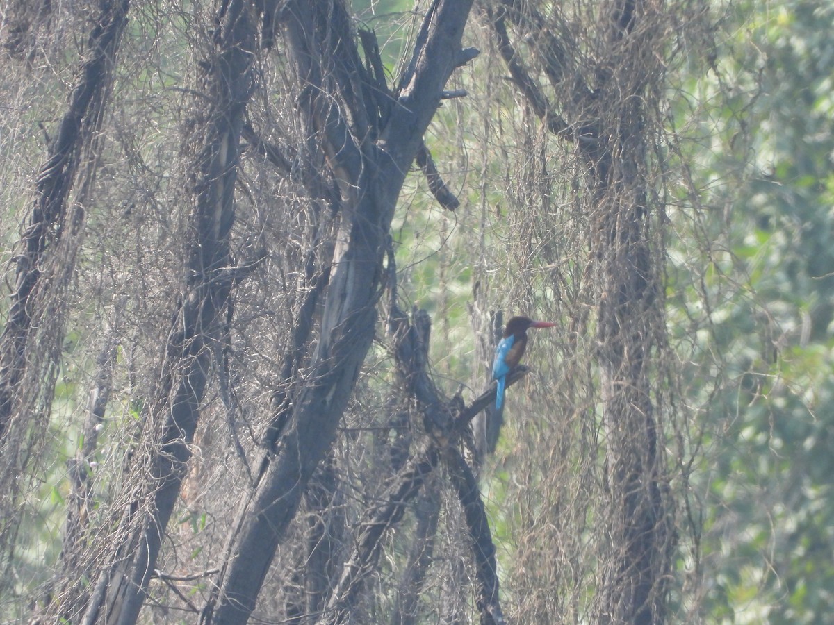 White-throated Kingfisher - ML647344115