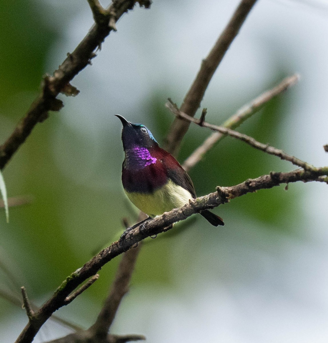 Crimson-backed Sunbird - ML647344117