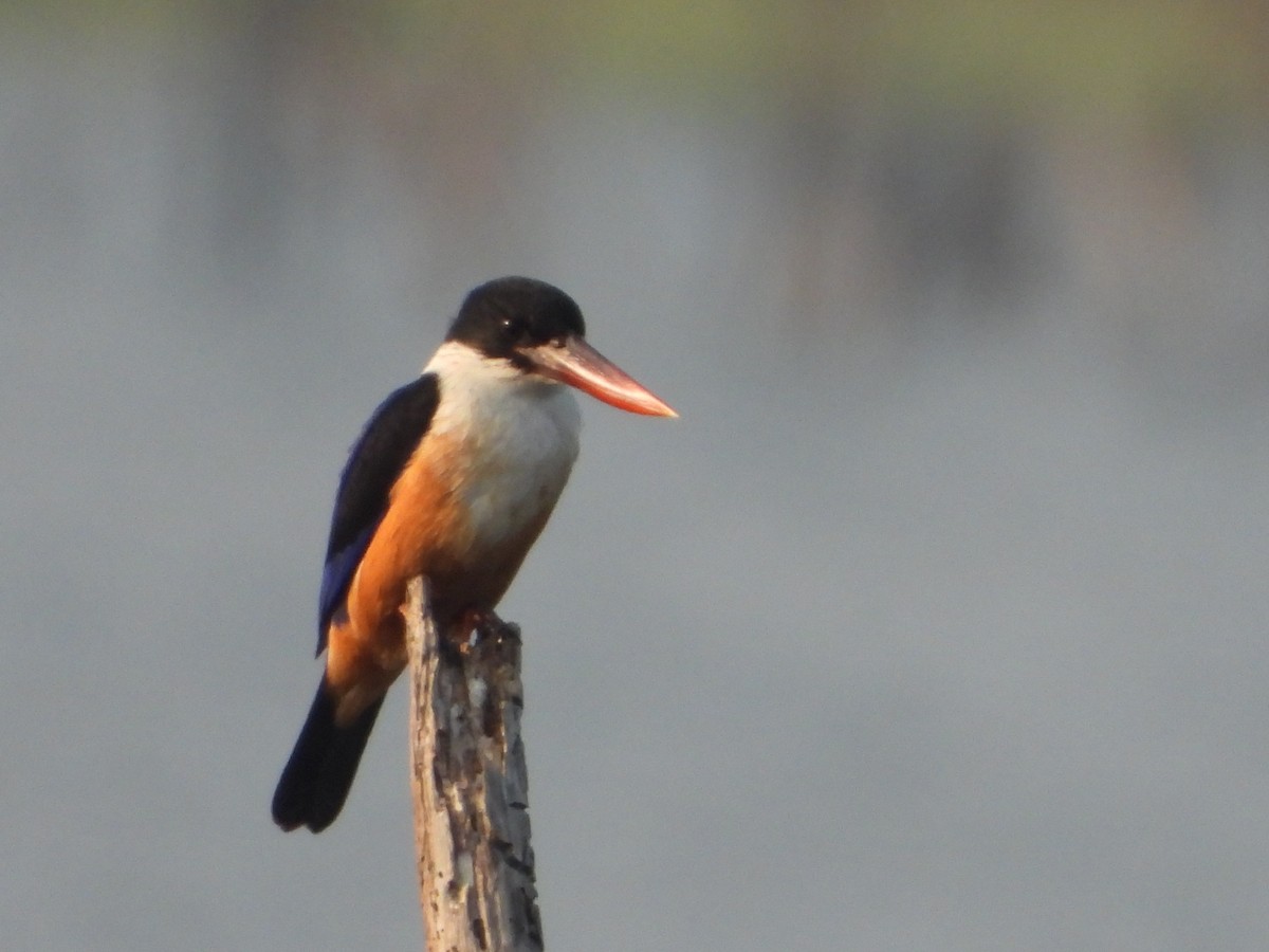 Black-capped Kingfisher - ML647344140