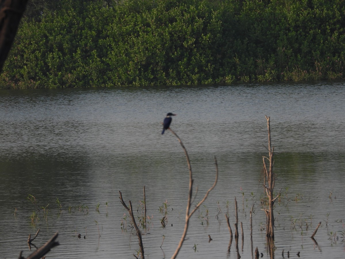Black-capped Kingfisher - ML647344147