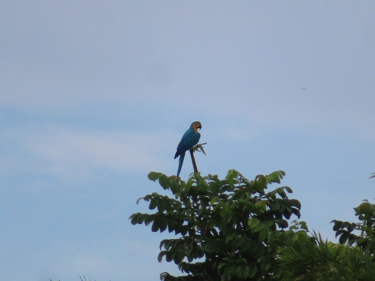 Blue-and-yellow Macaw - ML647344149