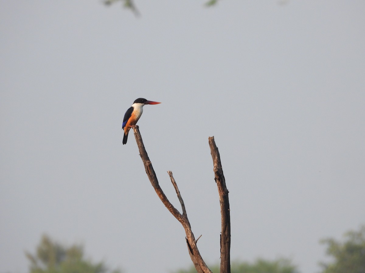 Black-capped Kingfisher - ML647344151