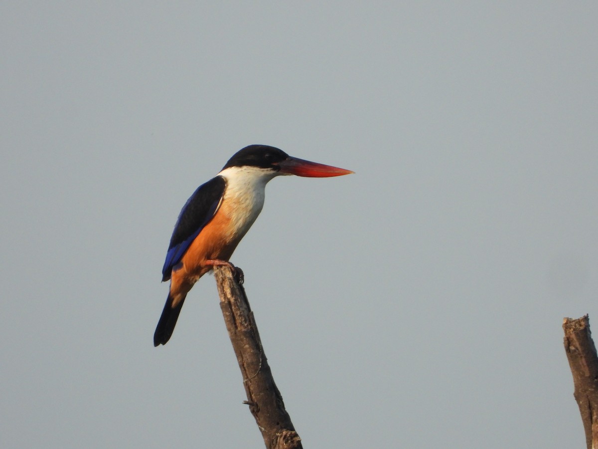 Black-capped Kingfisher - ML647344157