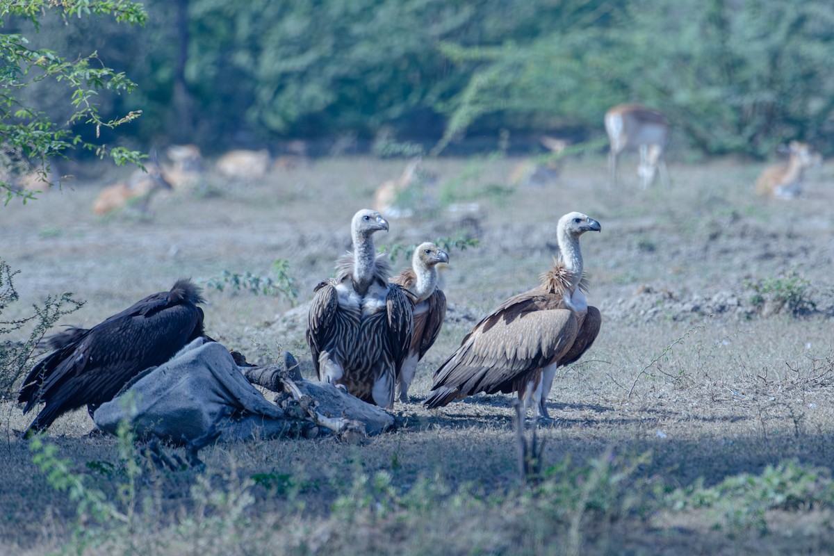 Eurasian Griffon - ML647344162