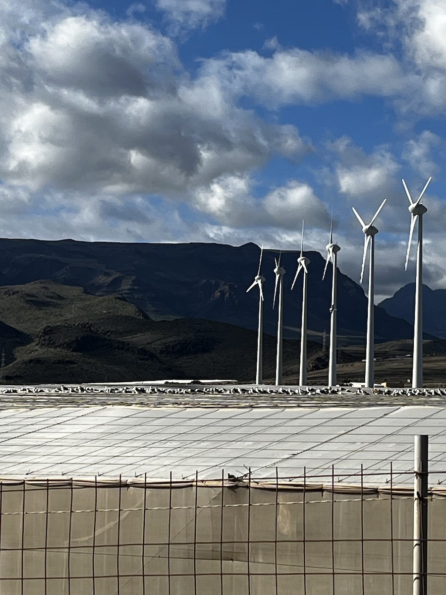 Yellow-legged Gull (atlantis) - ML647344164