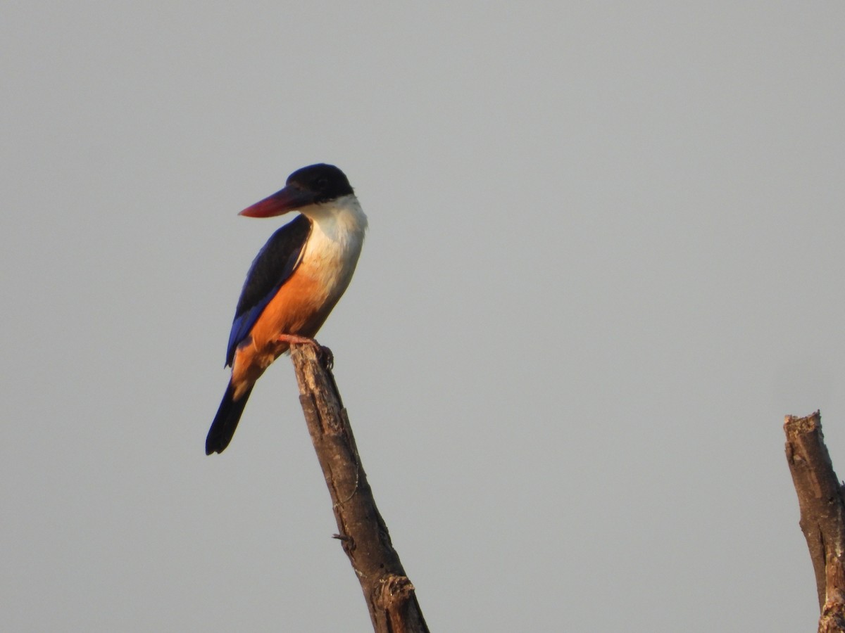 Black-capped Kingfisher - ML647344165