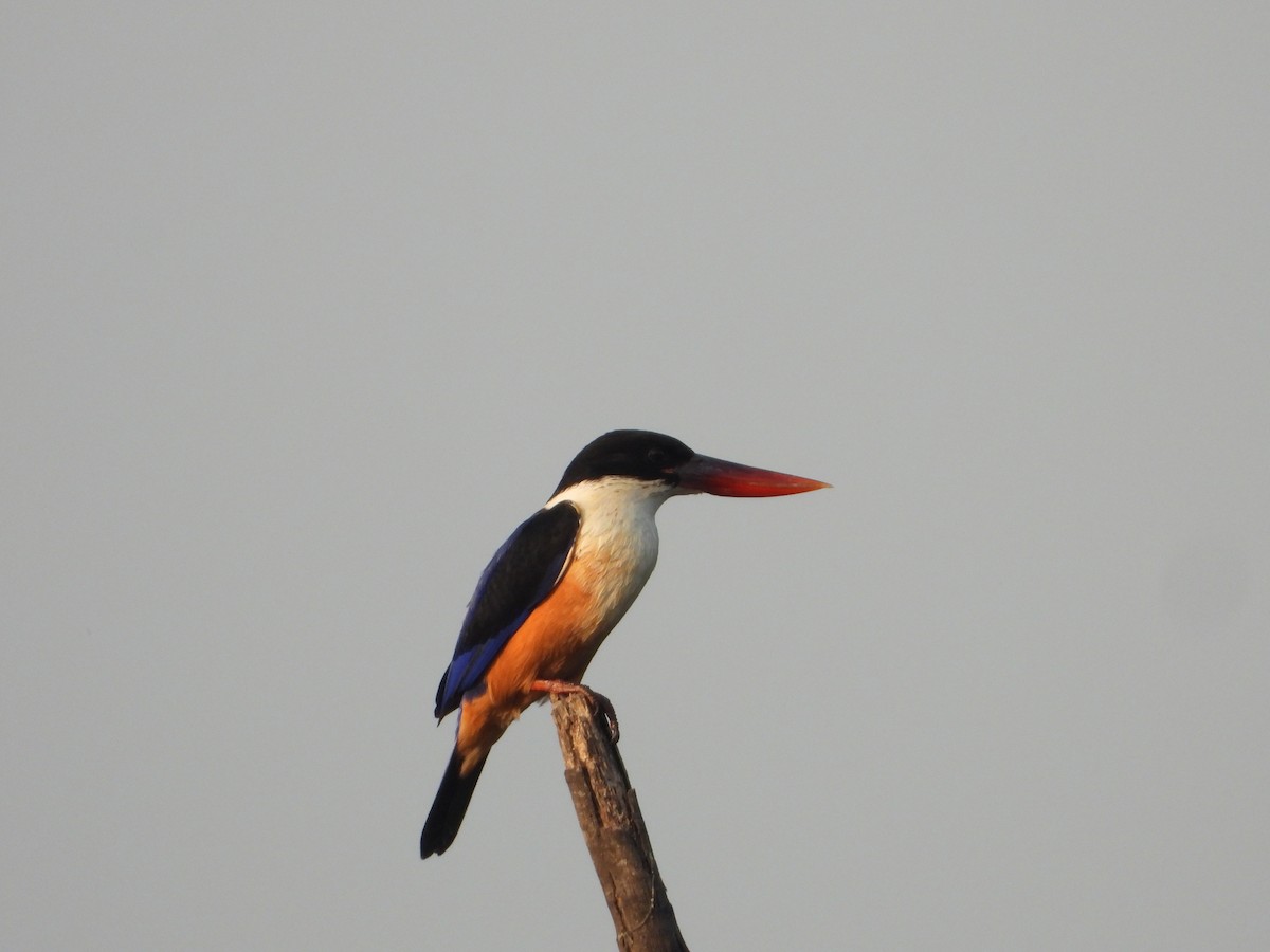 Black-capped Kingfisher - ML647344167