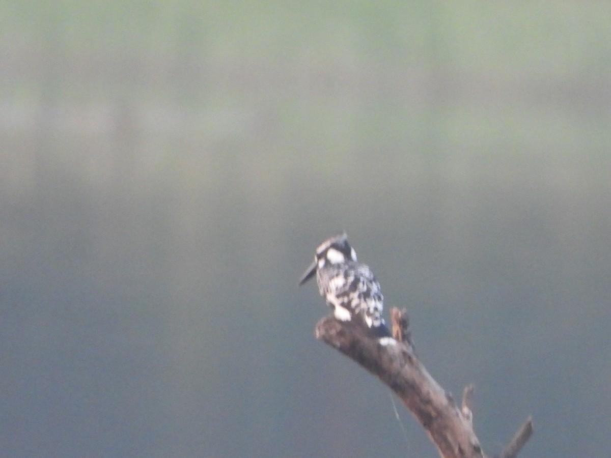 Pied Kingfisher - ML647344174