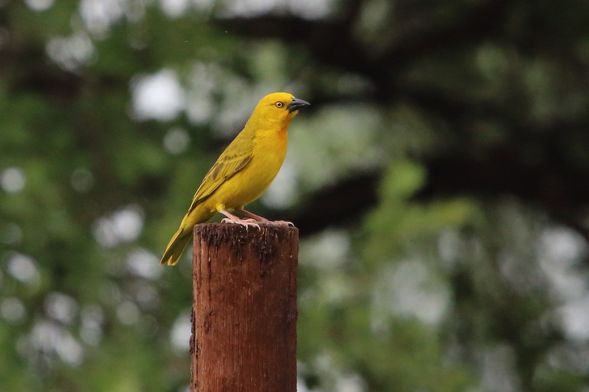 Holub's Golden-Weaver - ML647344181