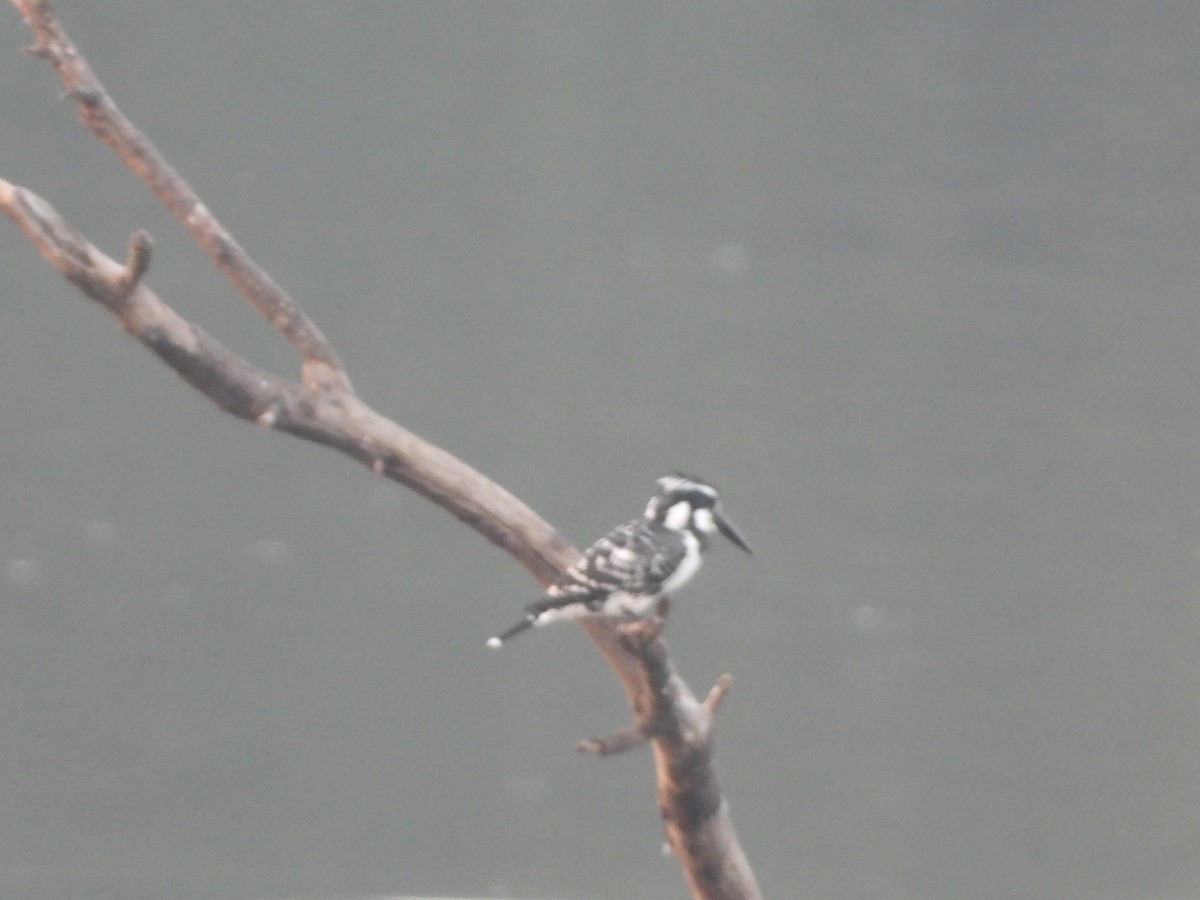 Pied Kingfisher - ML647344183