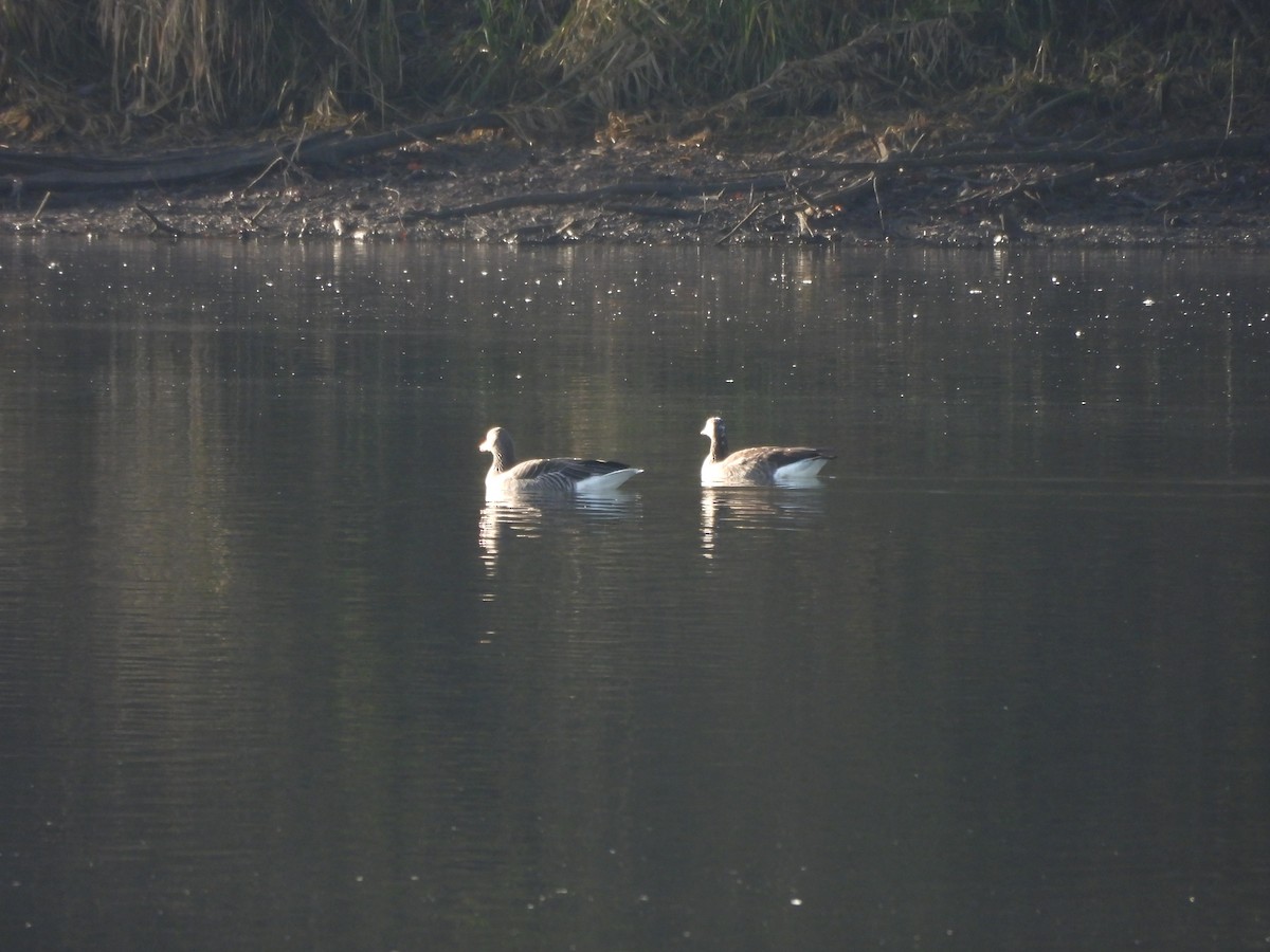 אווז אפור - ML647344185