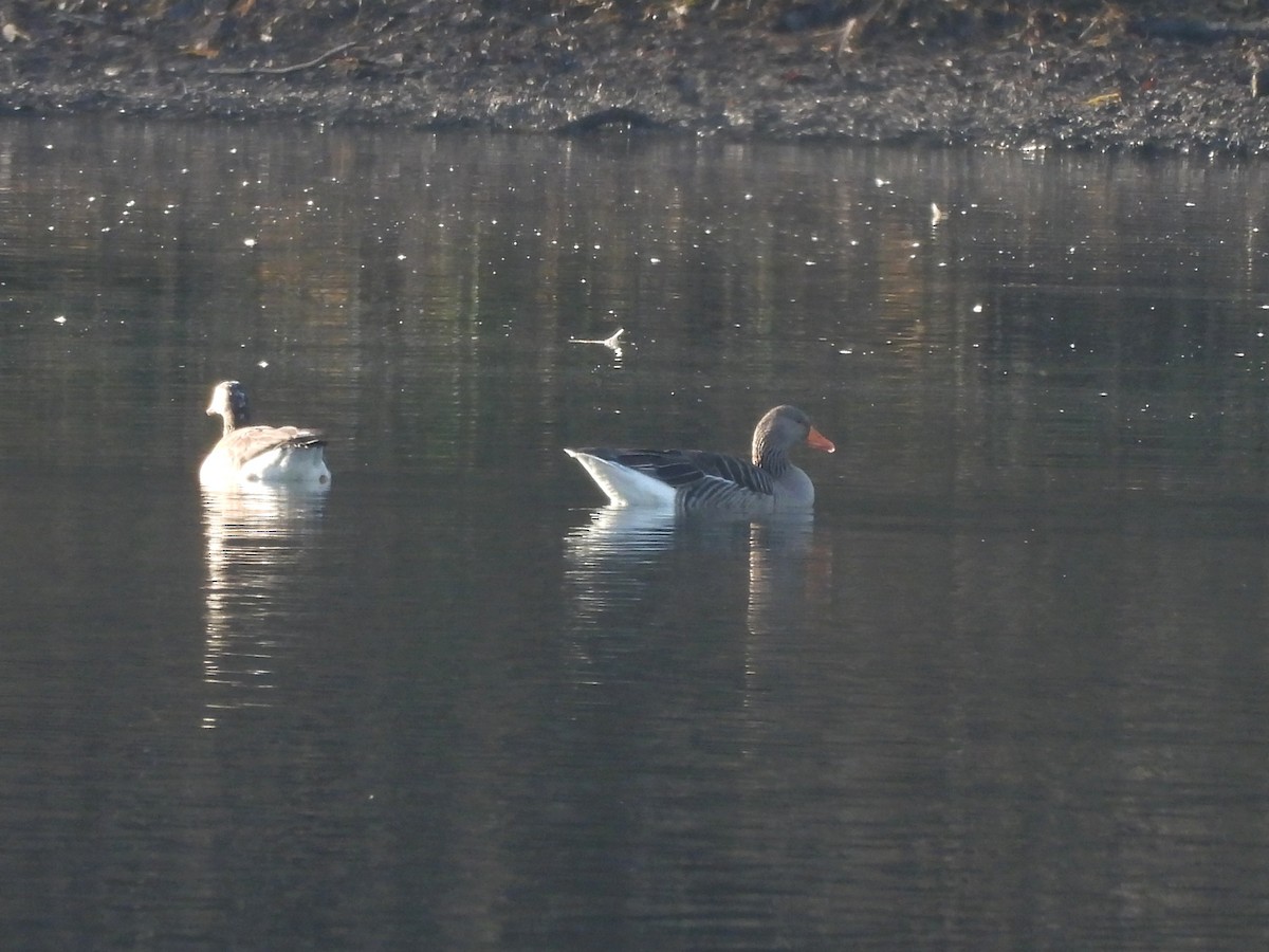 אווז אפור - ML647344187