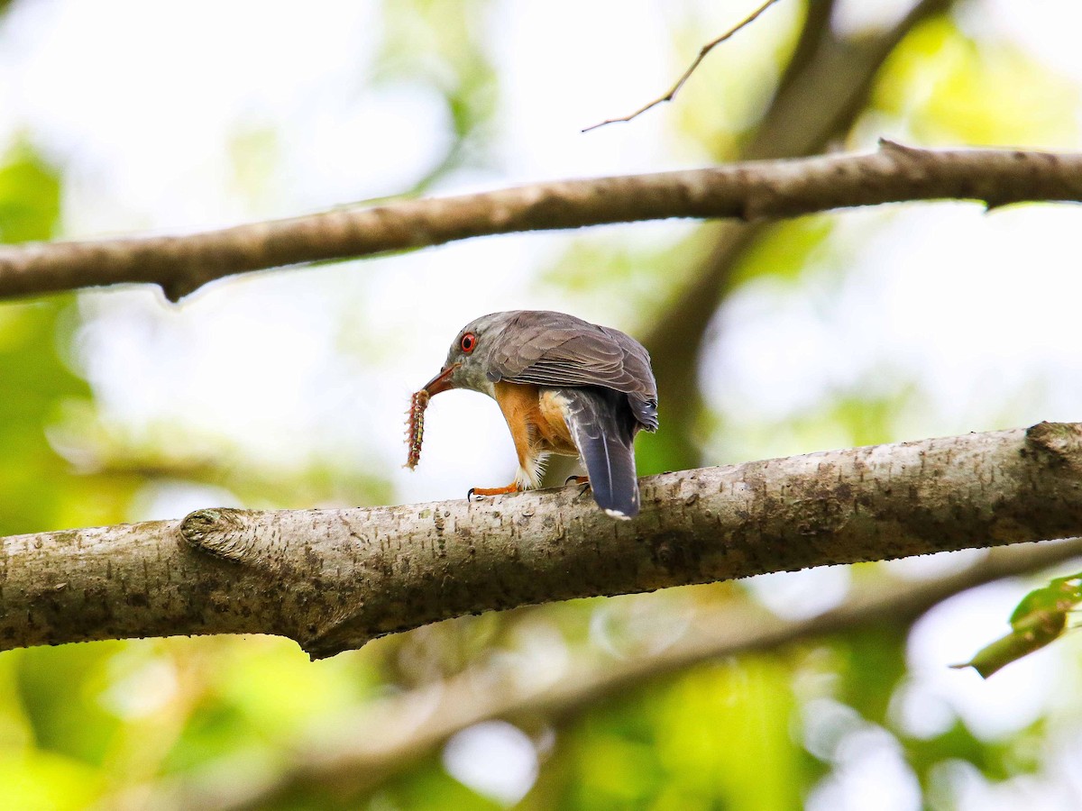 Plaintive Cuckoo - ML647344188