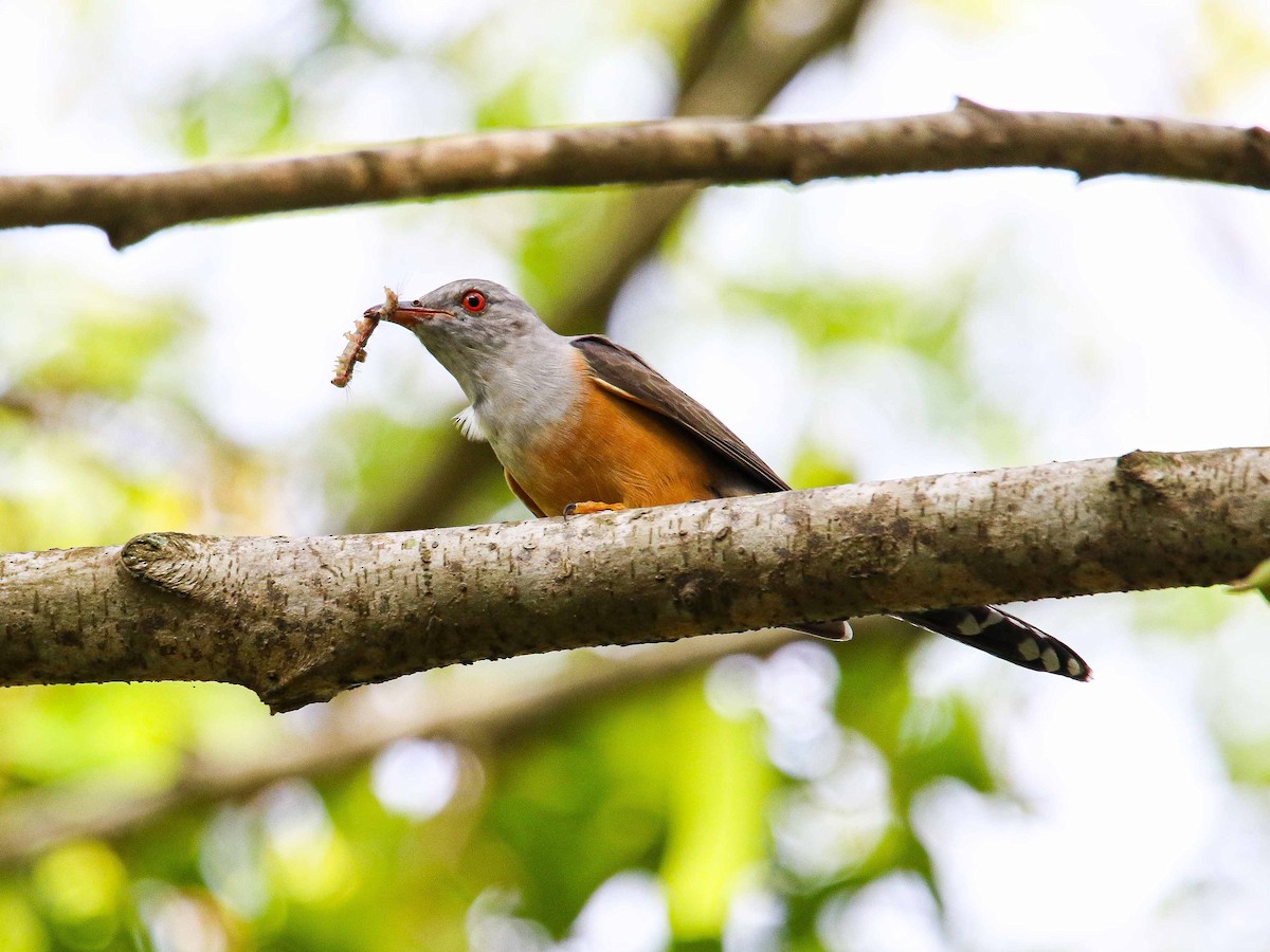 Plaintive Cuckoo - ML647344189