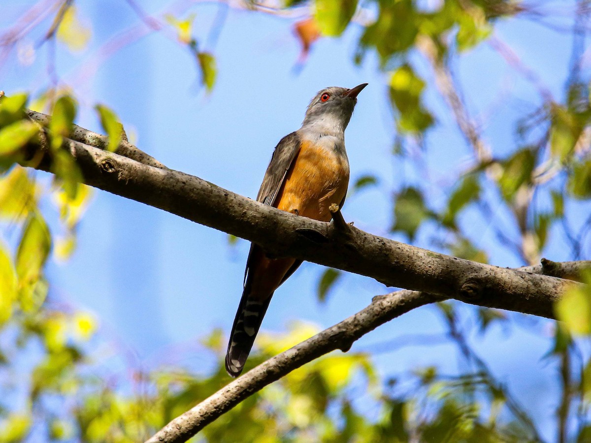 Plaintive Cuckoo - ML647344190