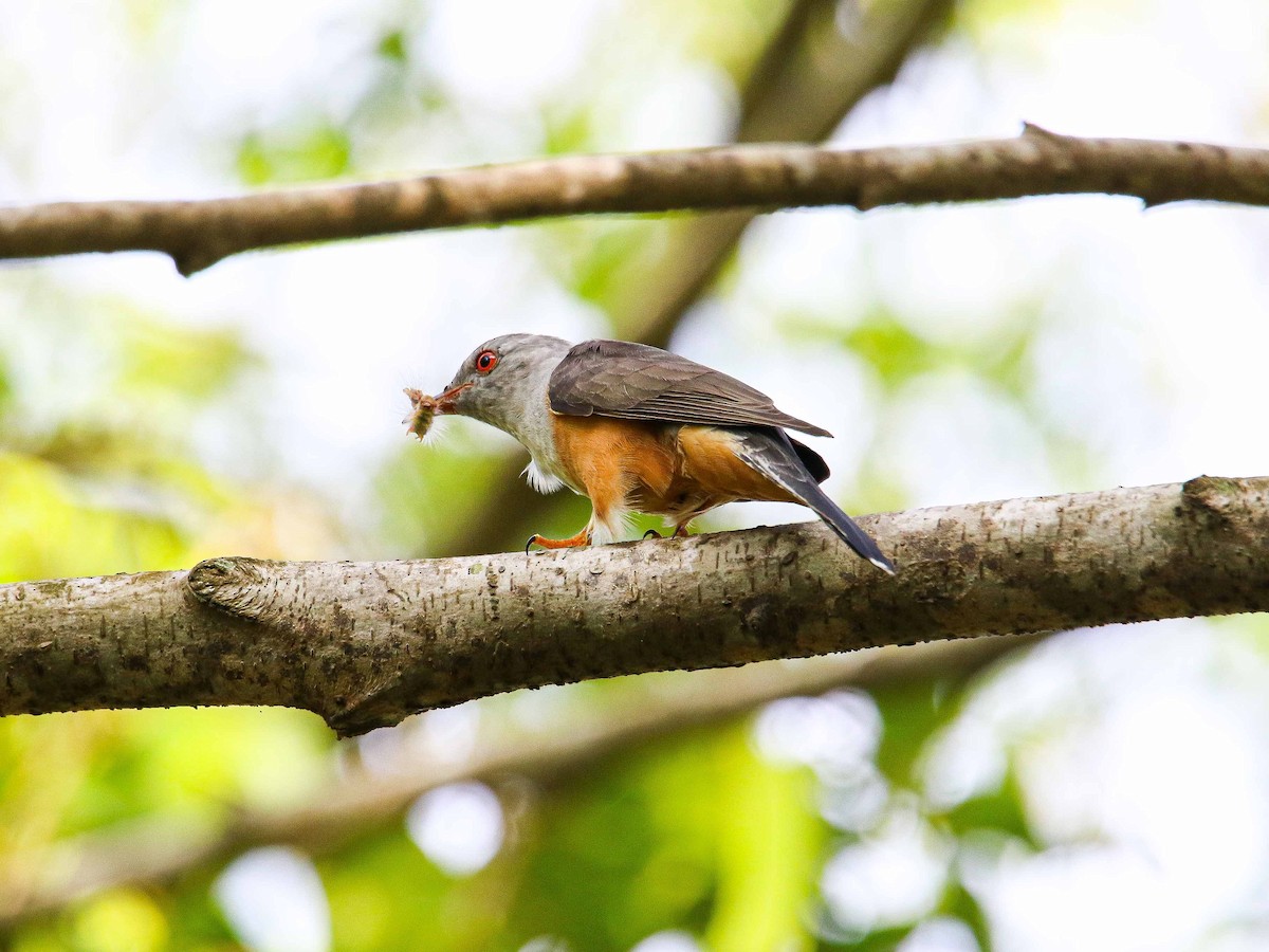 Plaintive Cuckoo - ML647344191
