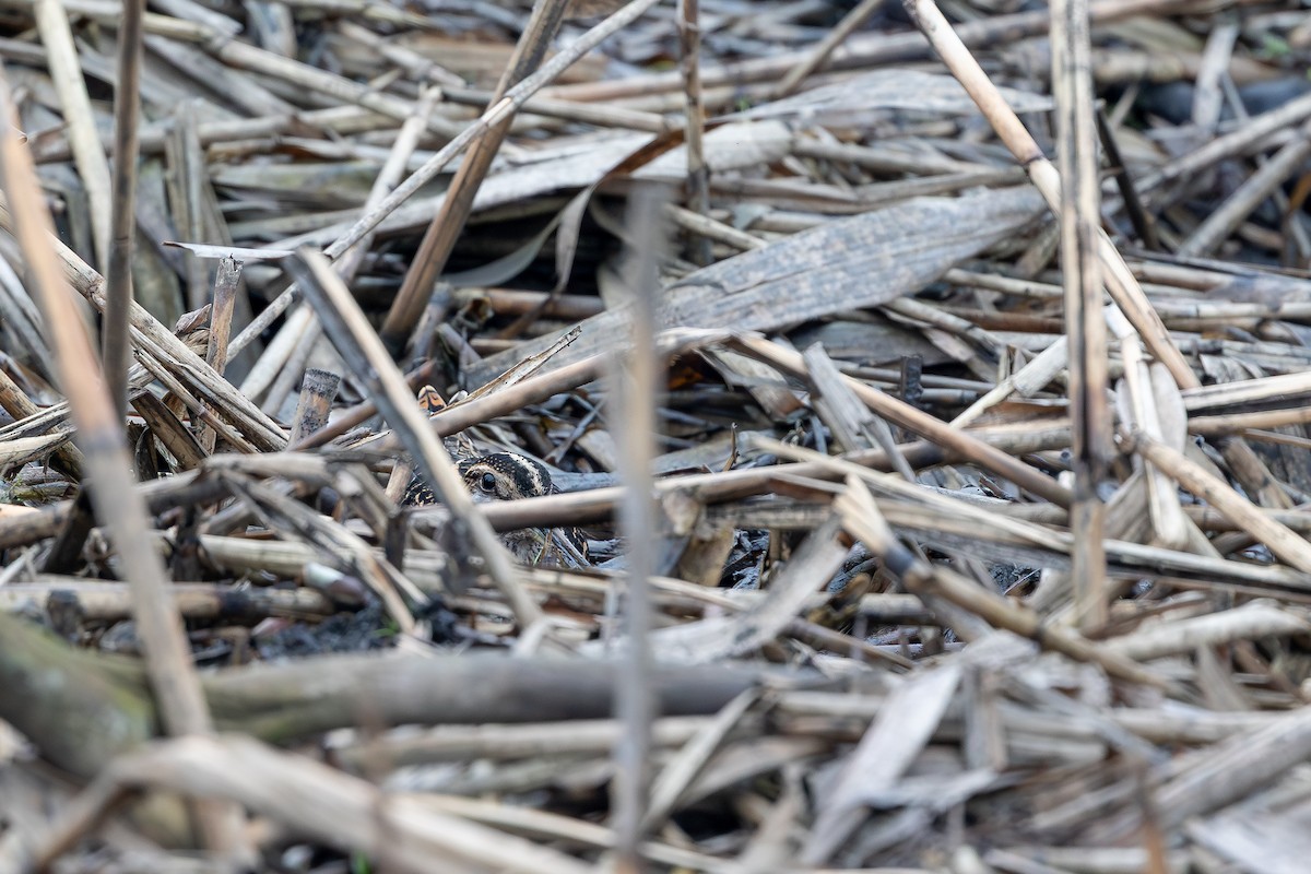 Agachadiza Común - ML647344196