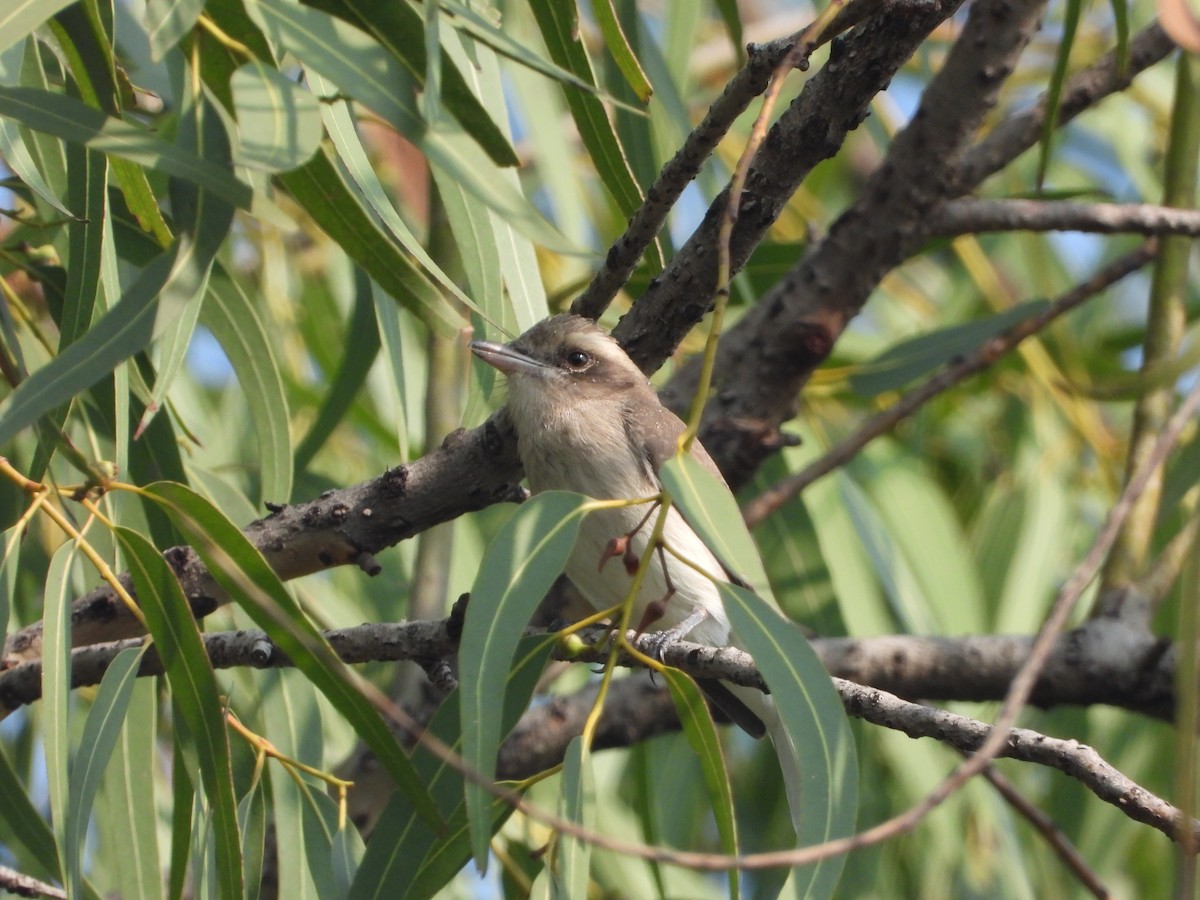 Common Woodshrike - ML647344197