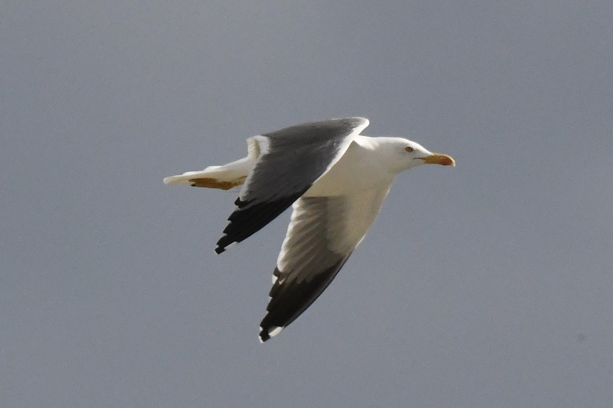Lesser Black-backed Gull - ML647344204