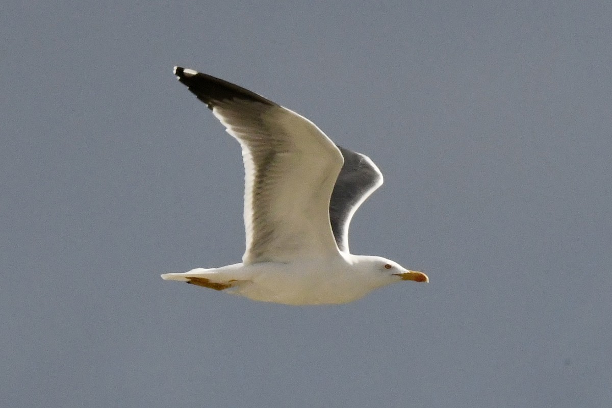 Lesser Black-backed Gull - ML647344205