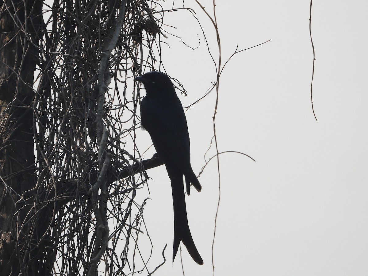 Black Drongo - ML647344206