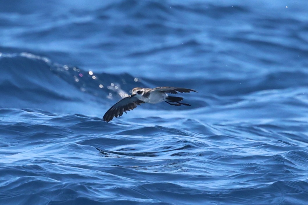 Weißgesicht-Sturmschwalbe - ML647344208