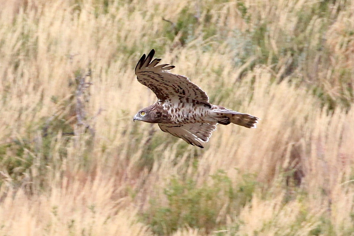 Short-toed Snake-Eagle - ML647344218