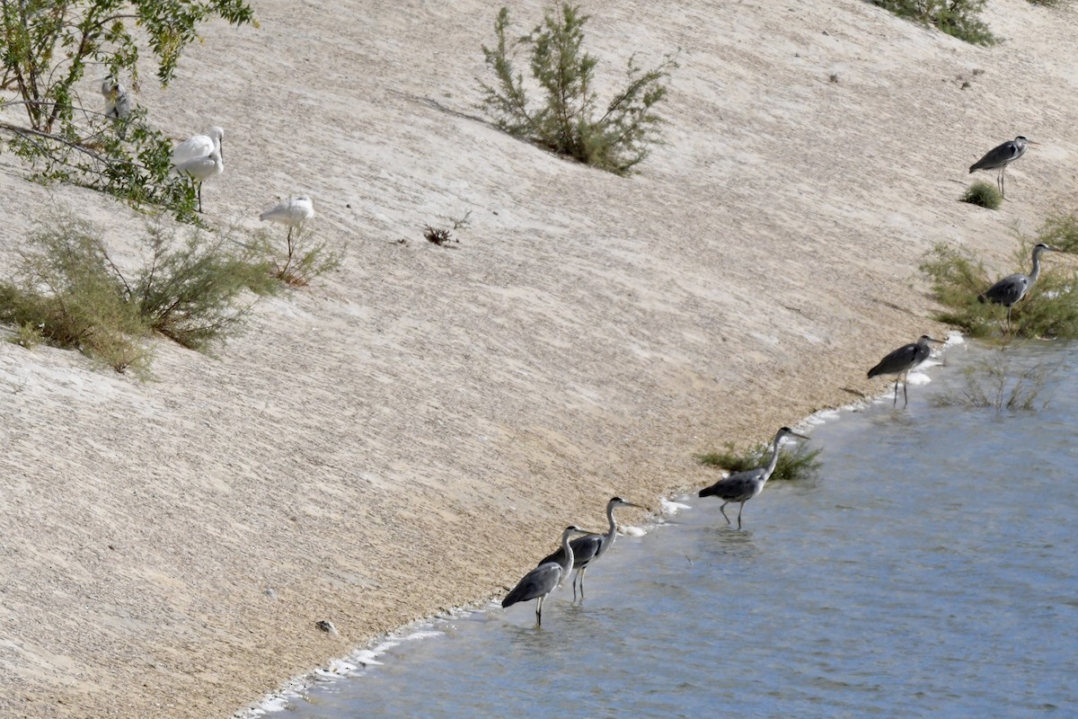 Gray Heron - ML647344220