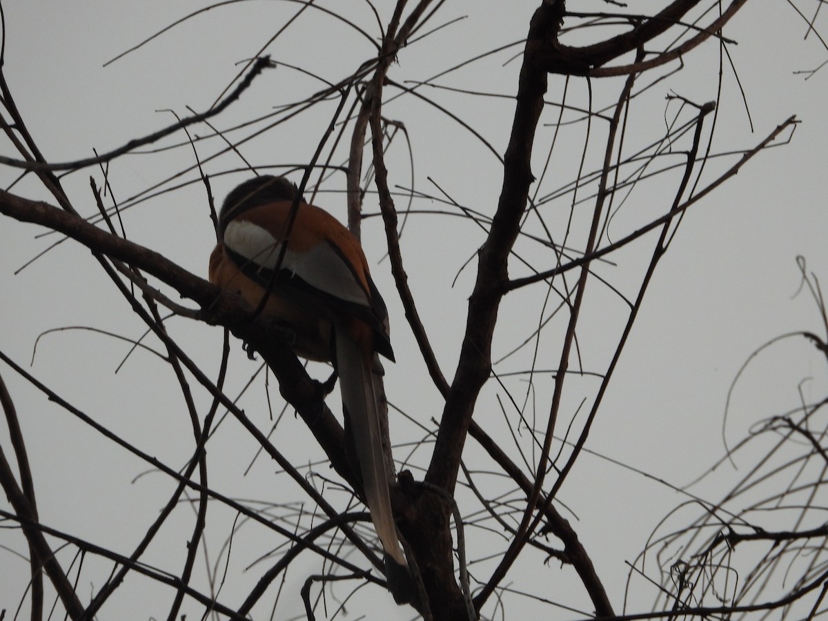 Rufous Treepie - ML647344222