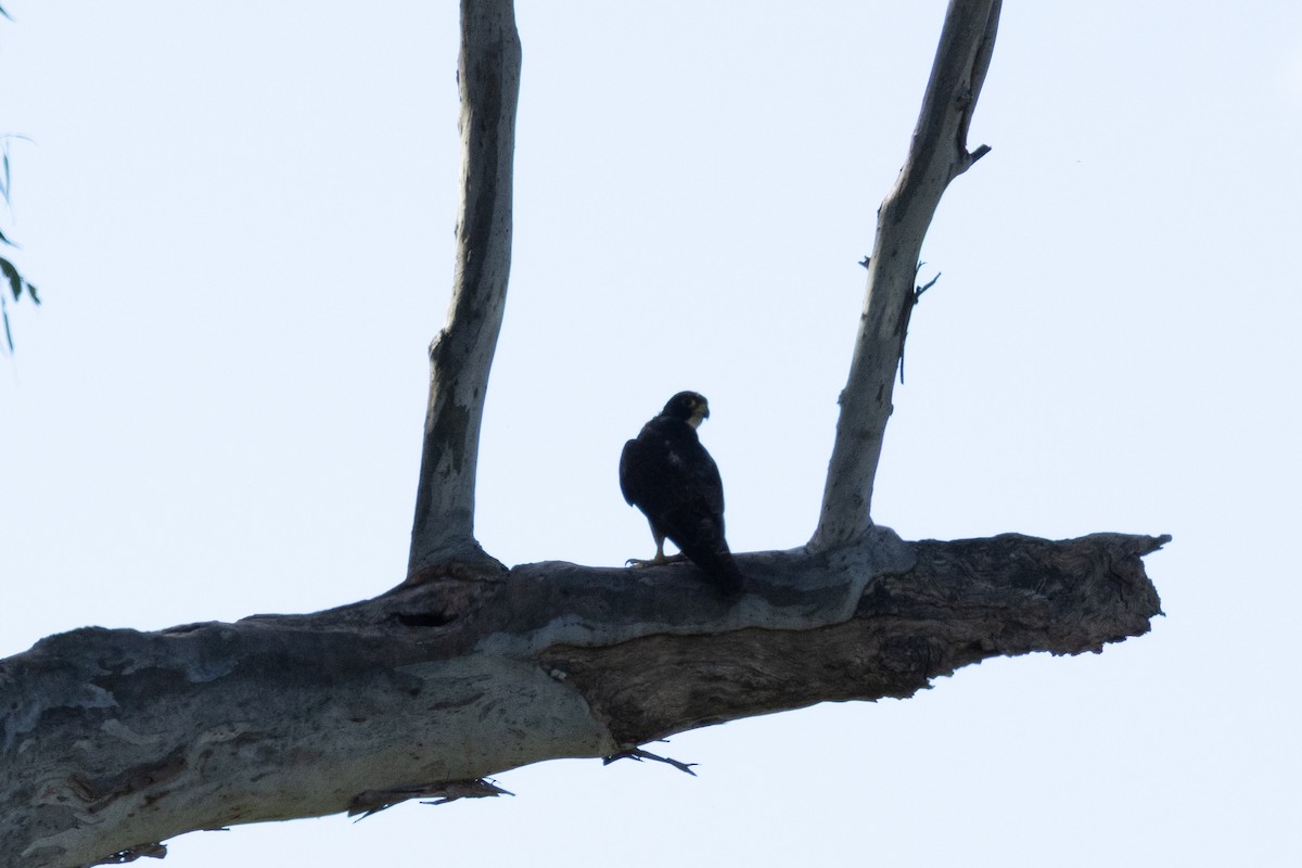 Faucon pèlerin (macropus) - ML647344223