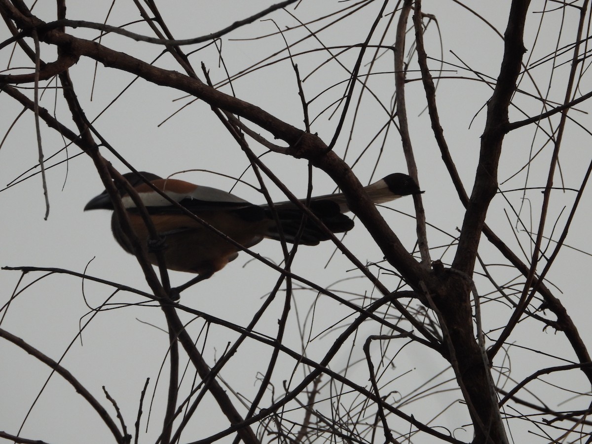 Rufous Treepie - ML647344227