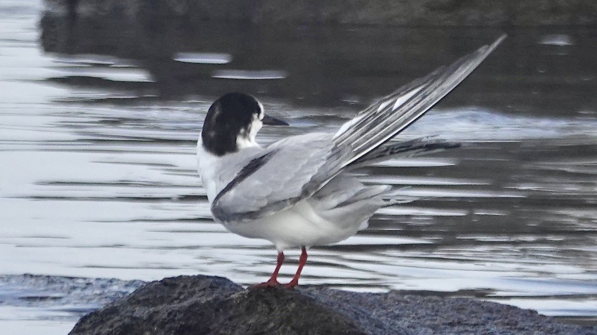 Common Tern - ML647344235