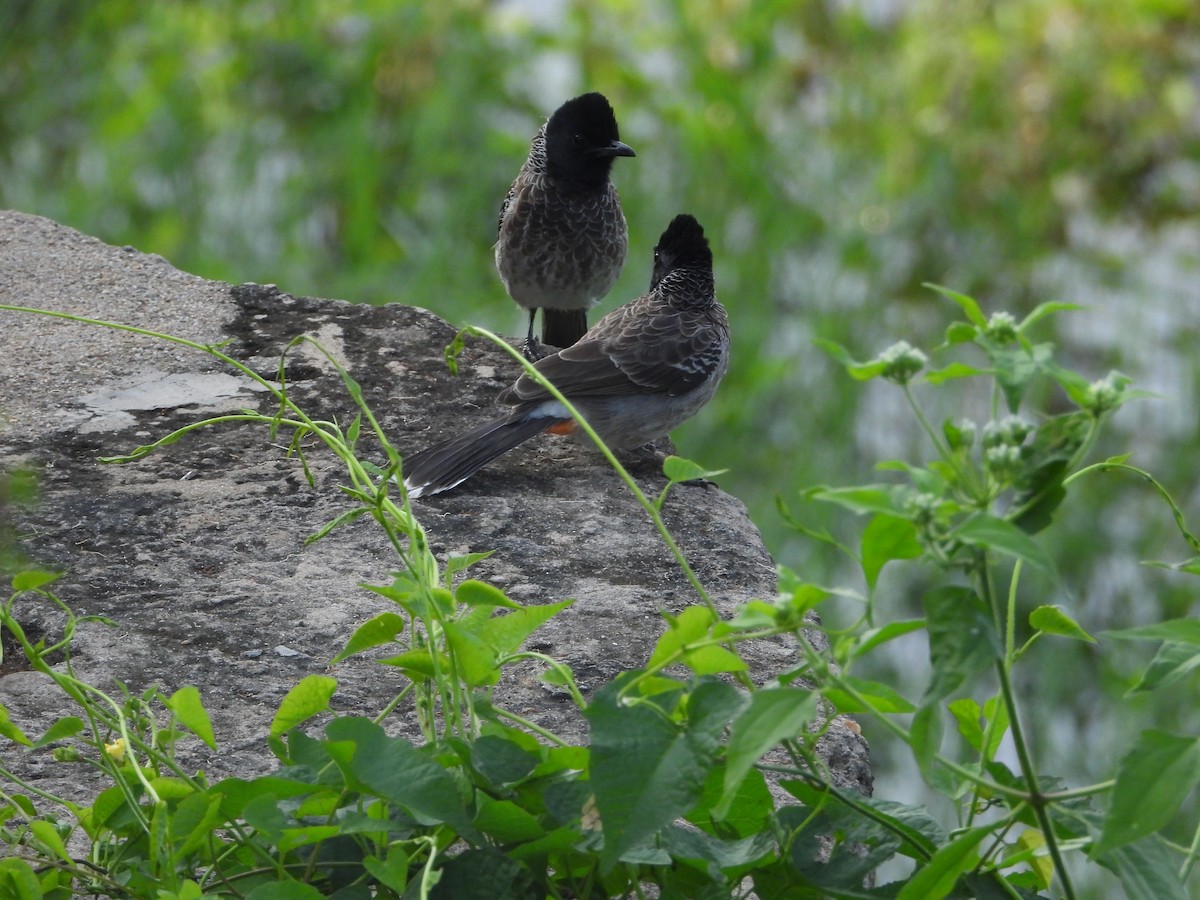 Red-vented Bulbul - ML647344238
