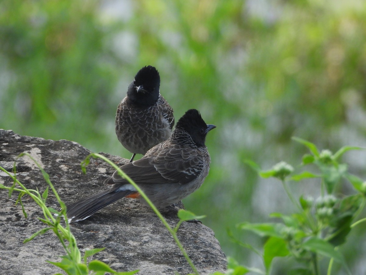 Red-vented Bulbul - ML647344243