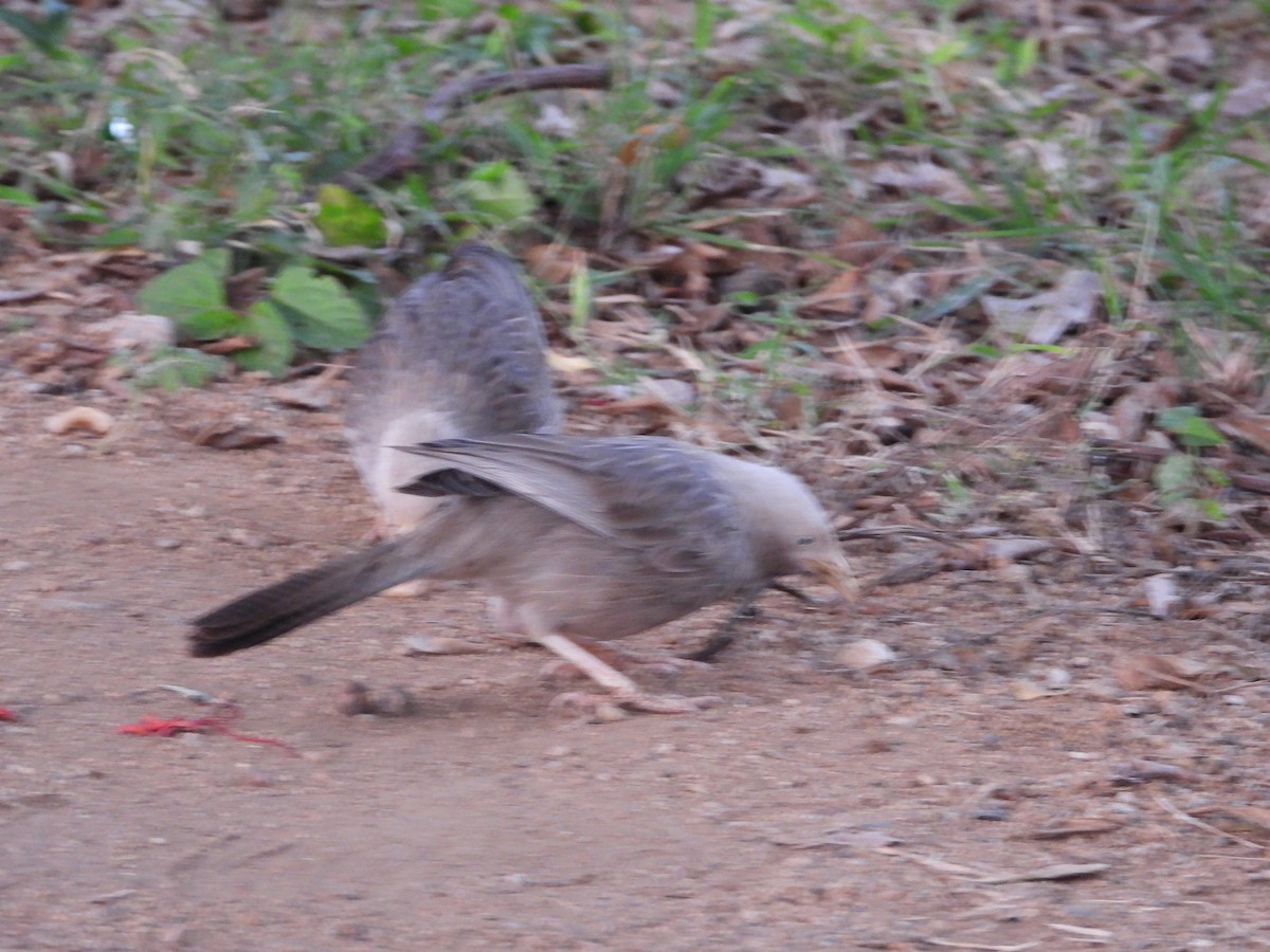 Yellow-billed Babbler - ML647344246