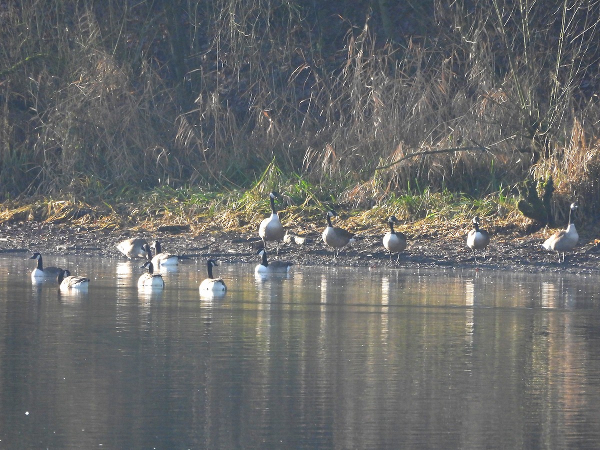 Branta kanadar handia - ML647344255