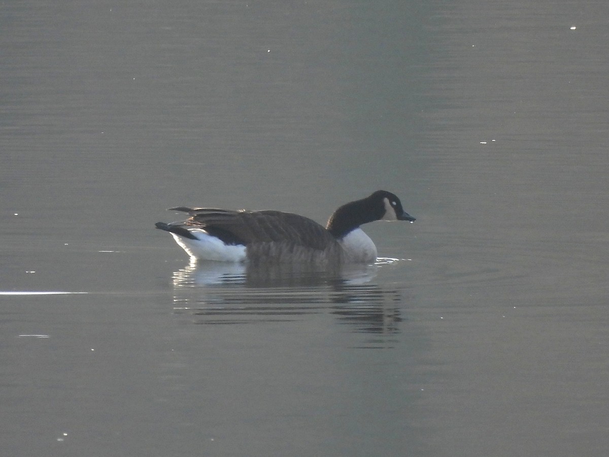 Branta kanadar handia - ML647344256