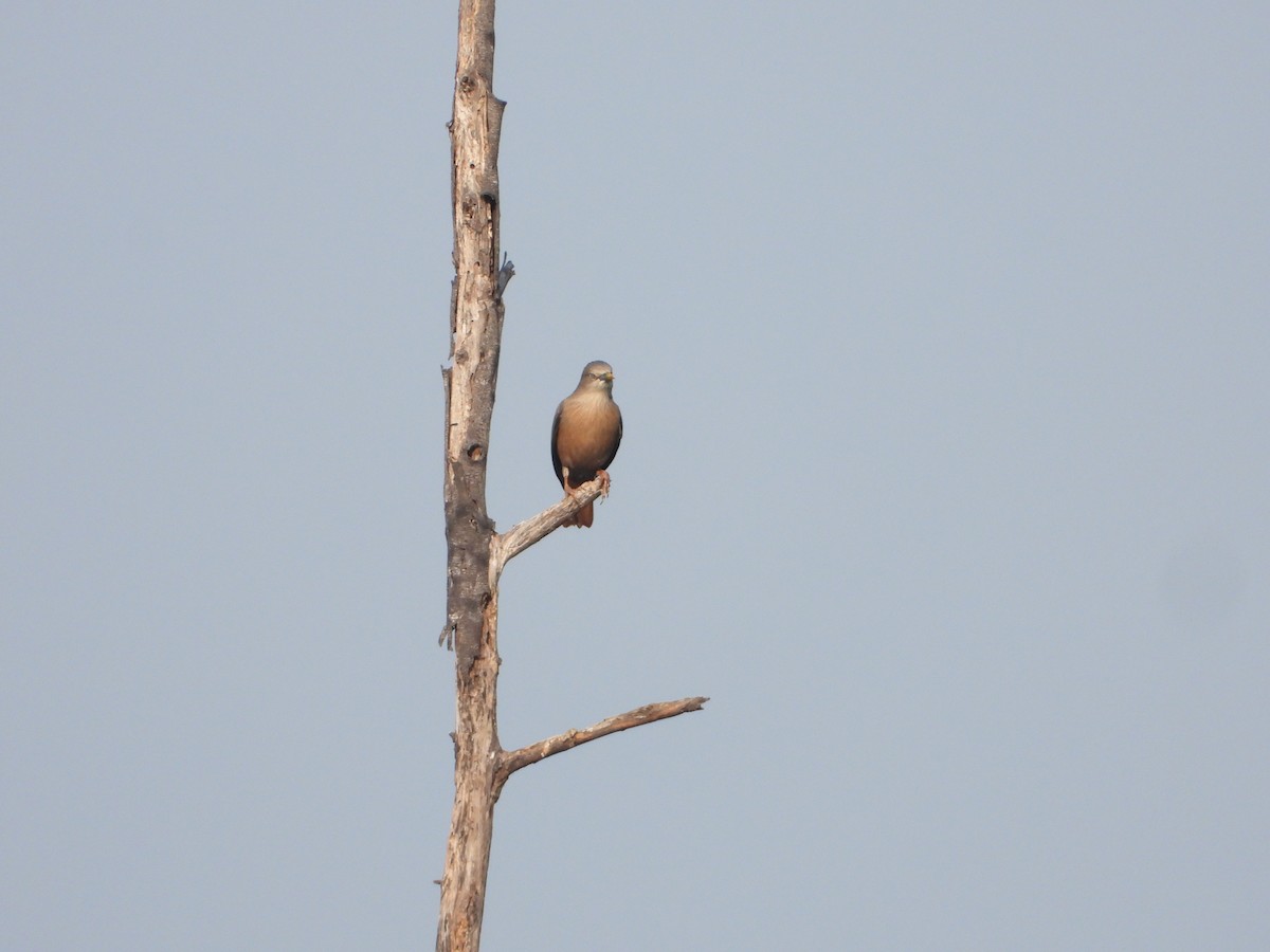 Chestnut-tailed Starling - ML647344260