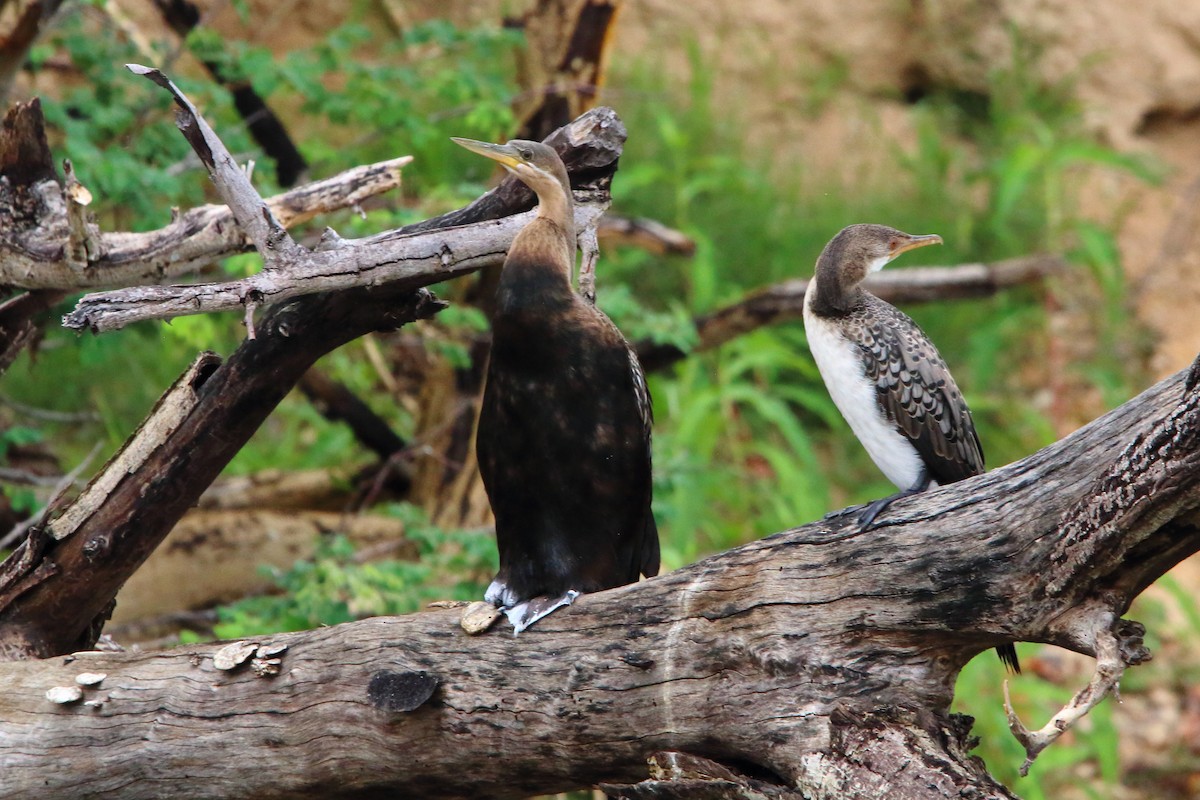 langstjertskarv - ML647344273