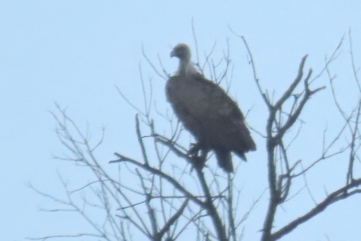 Eurasian Griffon - ML647344274