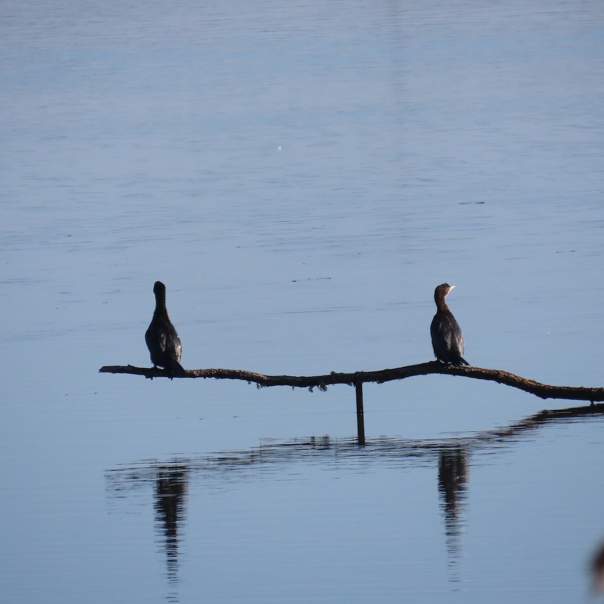 Ubarroi txikia - ML647344282