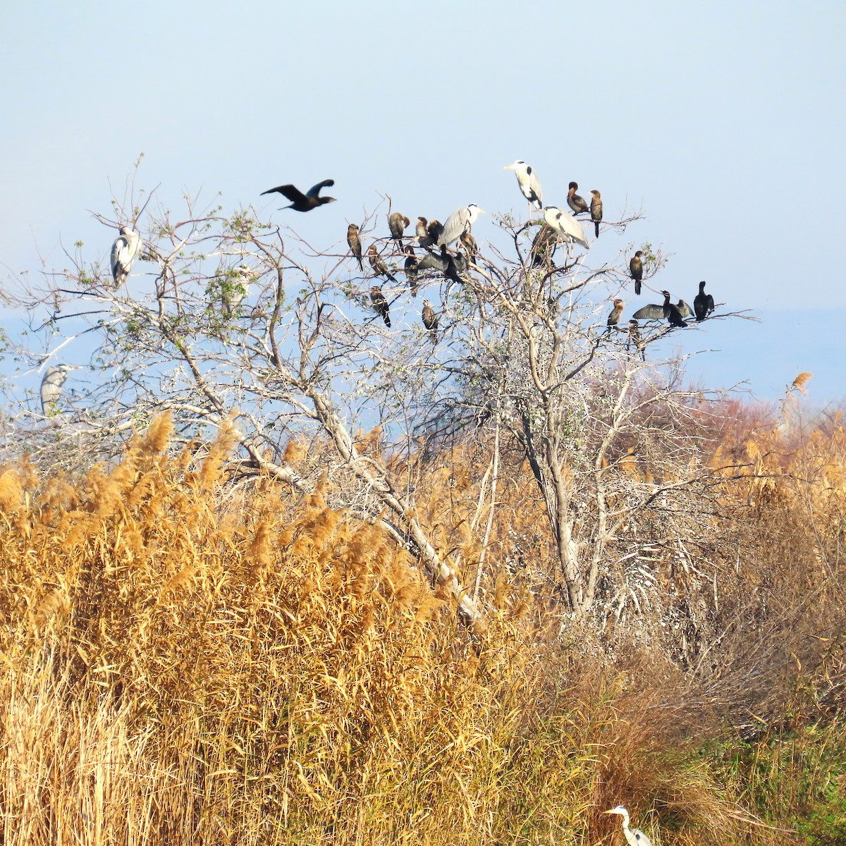 Ubarroi txikia - ML647344283