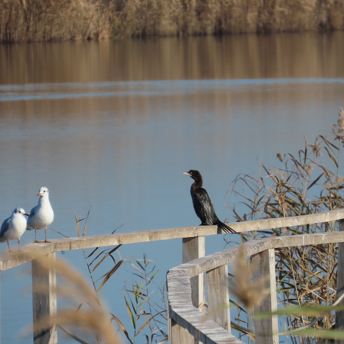 Ubarroi txikia - ML647344284