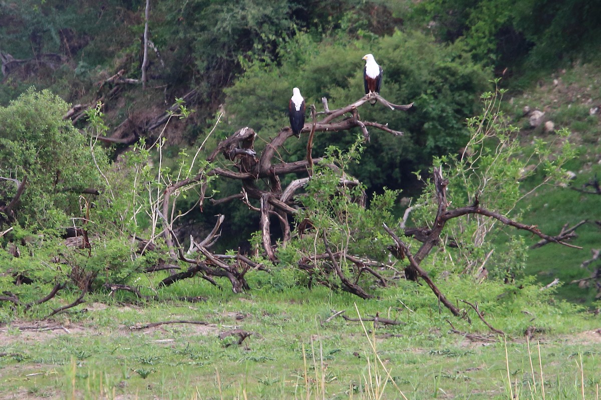 flodørn - ML647344285