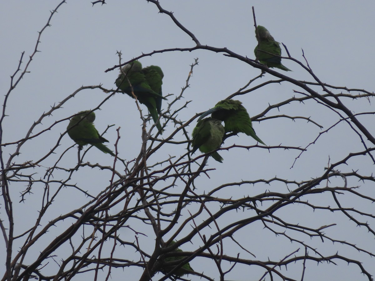 Monk Parakeet - ML647344288