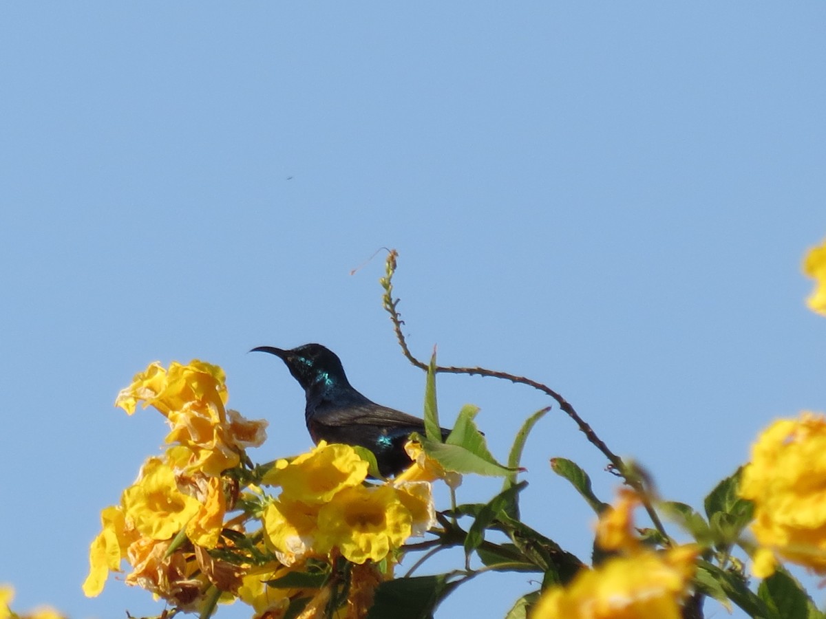 Purple Sunbird - ML647344292