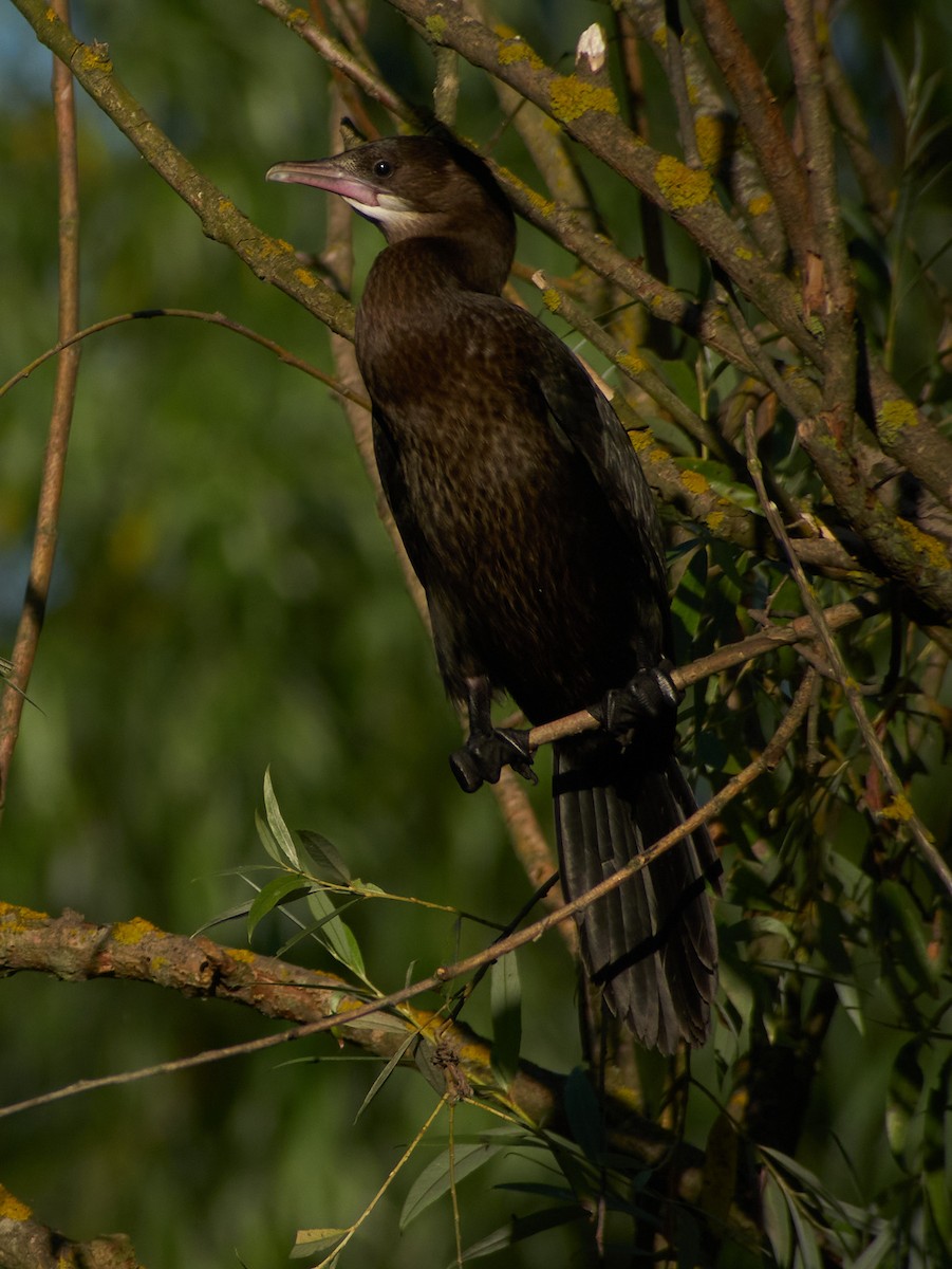 Ubarroi txikia - ML647344295