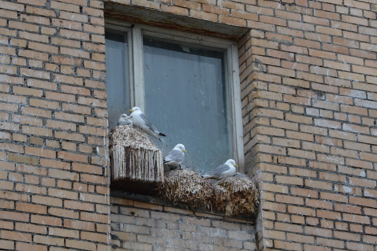 Black-legged Kittiwake (Atlantic) - ML647344300
