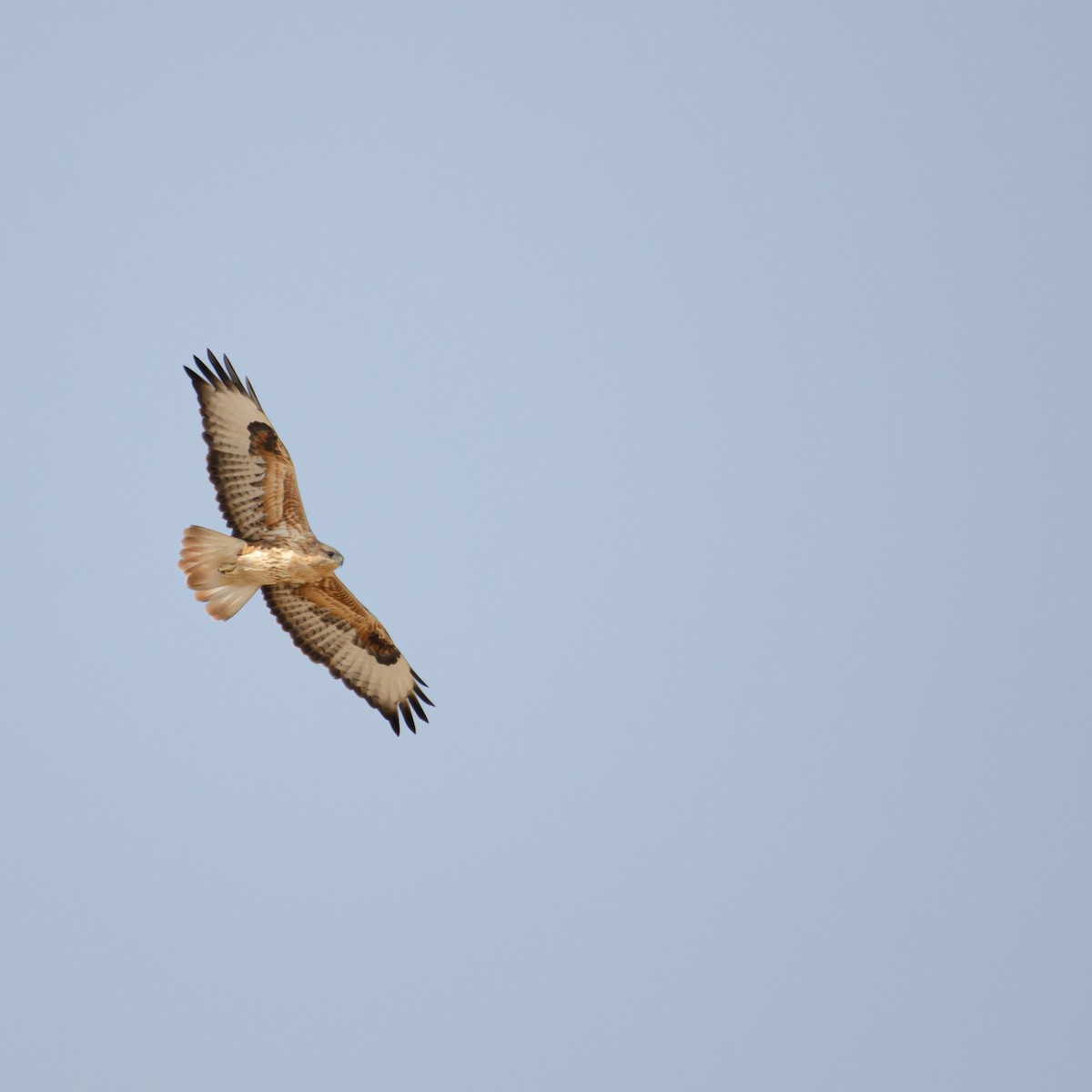 עקב עיטי - ML647344302