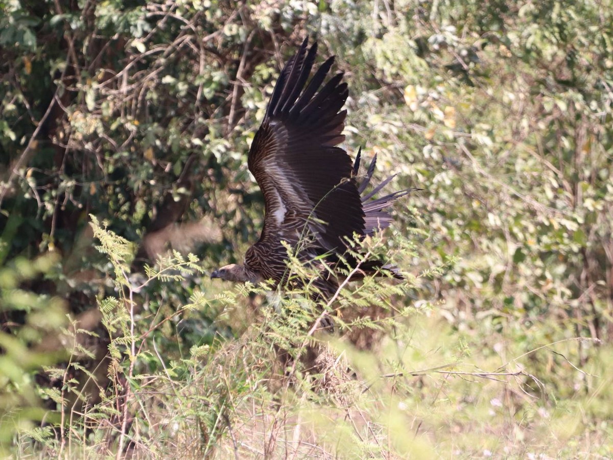 Himalayan Griffon - ML647344303